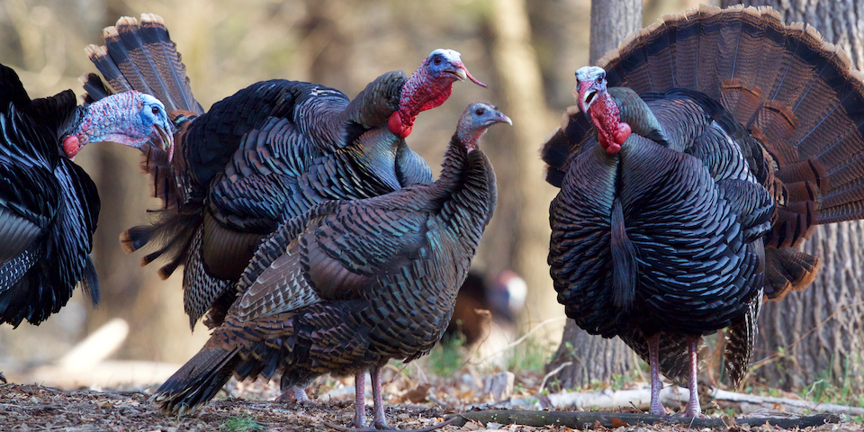 Turkey hunting clearance packs